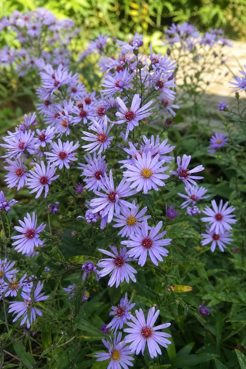 Aster - ‘Little Carlow’ – perennial garden photograph 3