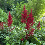 Astilbe × arendsii - ‘Fanal’ – perennial garden photograph 1