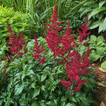 Astilbe × arendsii - ‘Fanal’ – perennial garden photograph 2
