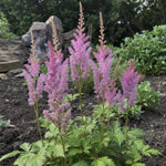Astilbe chinensis - ‘Pumila’ – perennial garden photograph 1