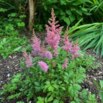 Astilbe chinensis - ‘Pumila’ – perennial garden photograph 2