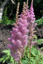 Astilbe chinensis - ‘Pumila’ – perennial garden photograph 3