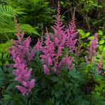 Astilbe - ‘Maggie Daley’ – perennial garden photograph 2