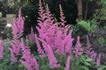 Astilbe - ‘Maggie Daley’ – perennial garden photograph 4