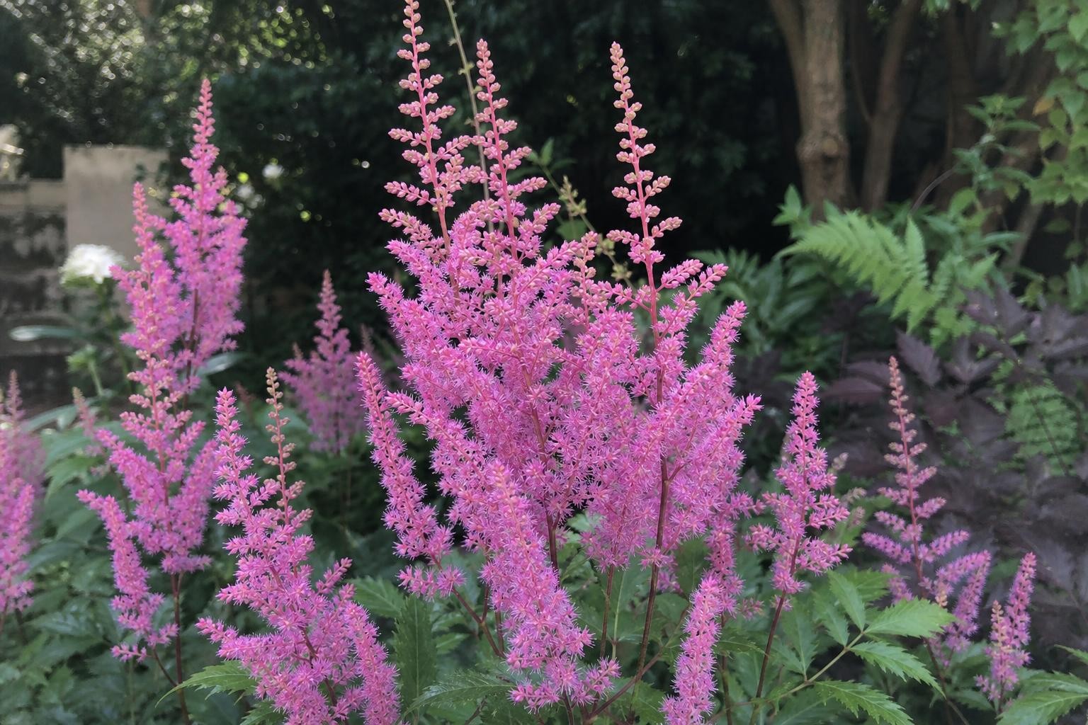 Astilbe - ‘Maggie Daley’ – perennial garden photograph 4