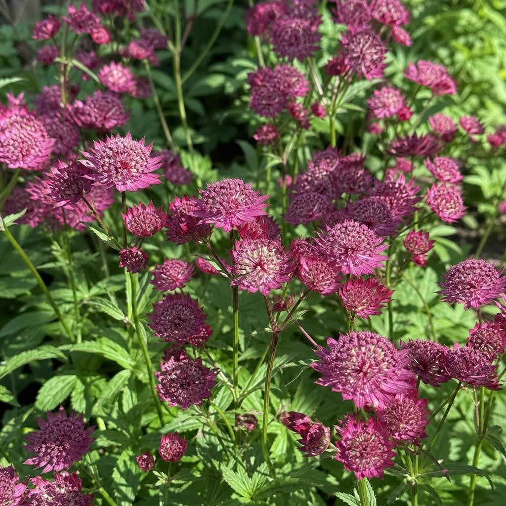 Astrantia major - ‘Claret’ (Masterwort) – perennial garden photograph 2