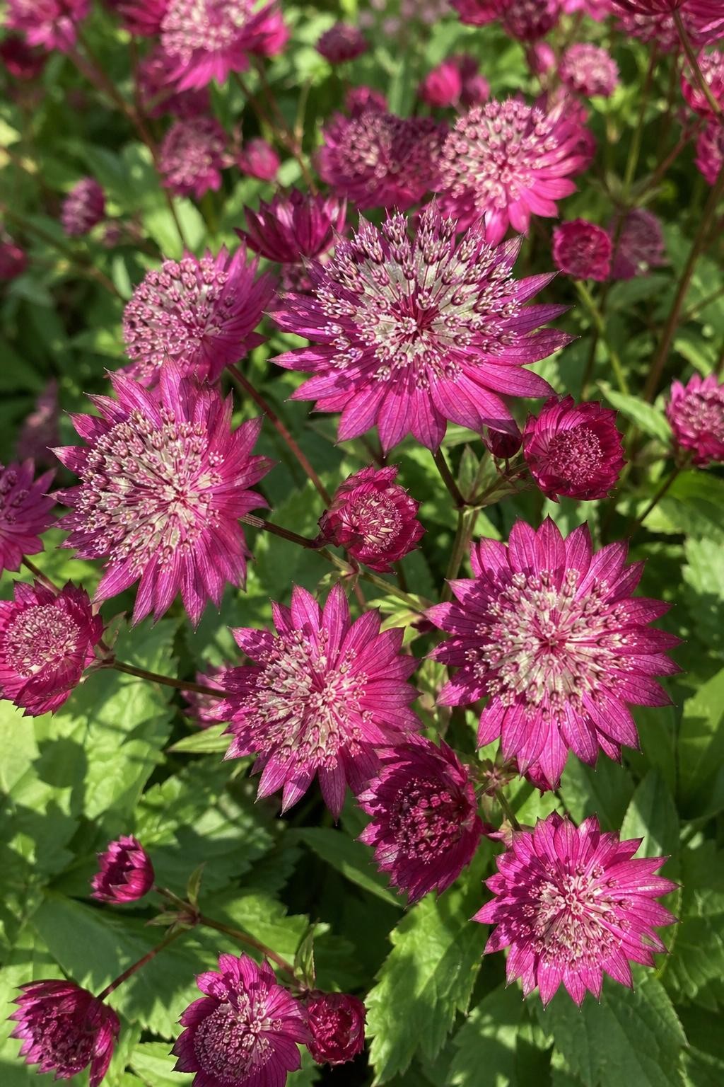 Astrantia major - ‘Claret’ (Masterwort) – perennial garden photograph 3