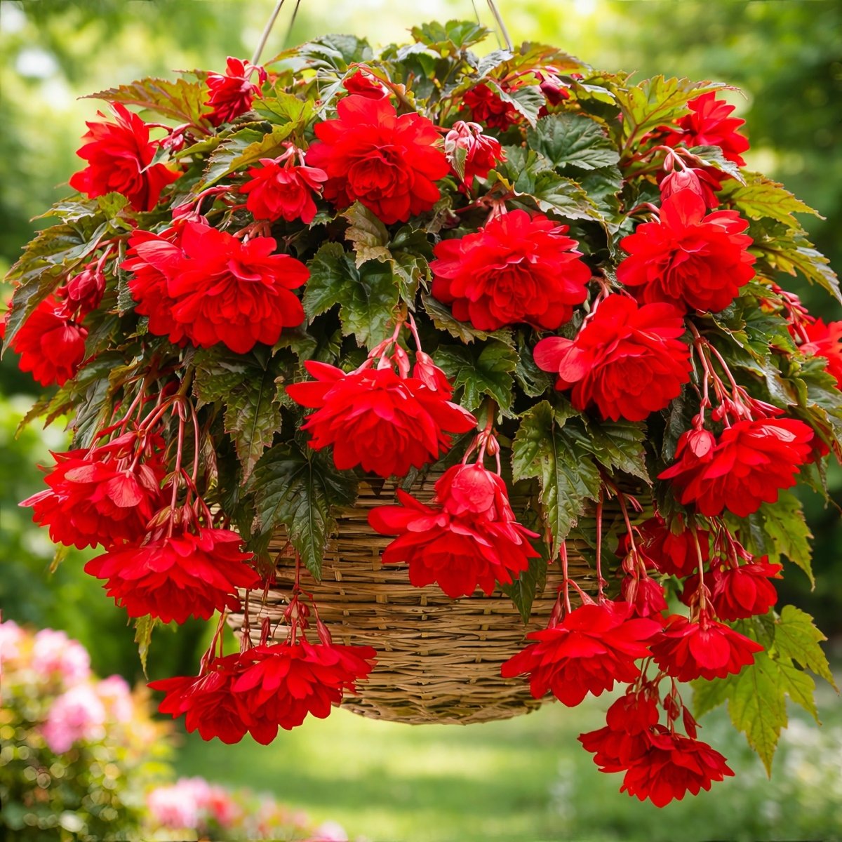 Begonia 'Pendula Red' (Double) – begonia tubers, product photo 4 (Harding & Bloom)