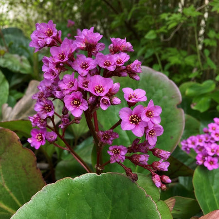 Bergenia cordifolia (Elephant's Ears) – perennial garden photograph 1