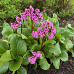 Bergenia cordifolia (Elephant's Ears) – perennial garden photograph 2