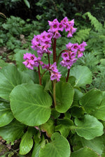 Bergenia cordifolia (Elephant's Ears) – perennial garden photograph 3