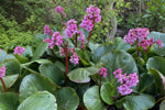 Bergenia cordifolia (Elephant's Ears) – perennial garden photograph 4