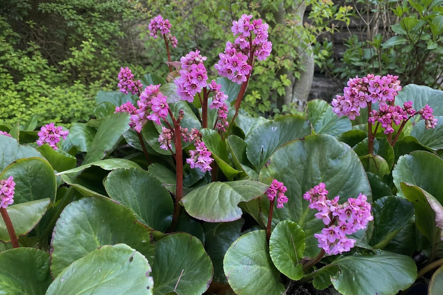 Bergenia cordifolia (Elephant's Ears) – perennial garden photograph 4