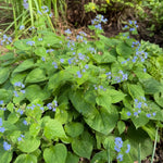 Brunnera macrophylla (Siberian Bugloss) – perennial garden photograph 2