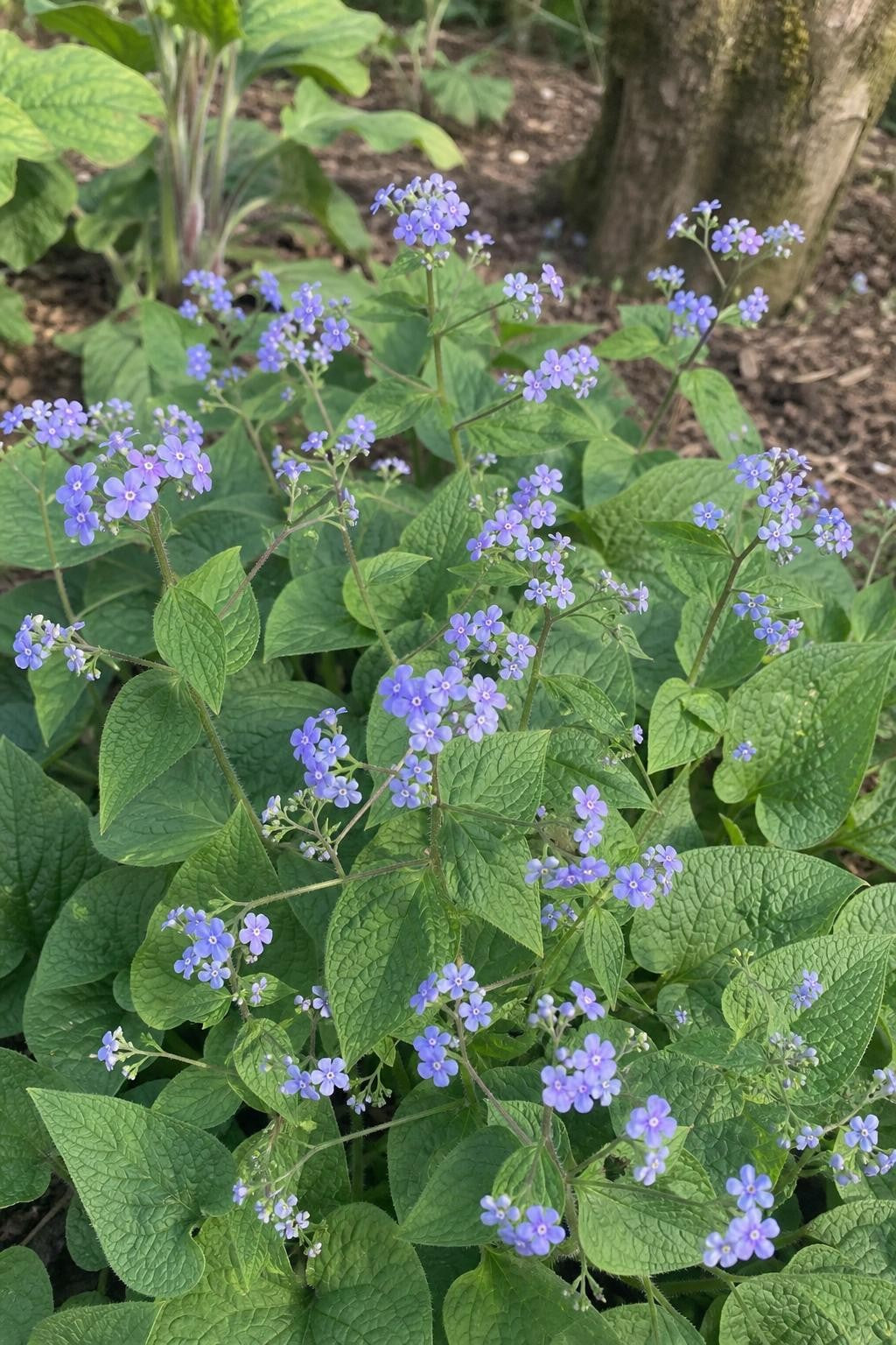 Brunnera macrophylla (Siberian Bugloss) – perennial garden photograph 3