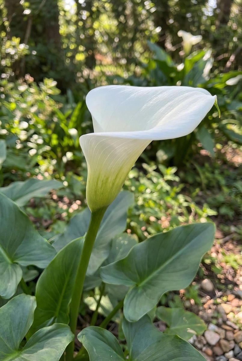 Calla Lily 'White Flirt' (Zantedeschia) - Harding & Bloom