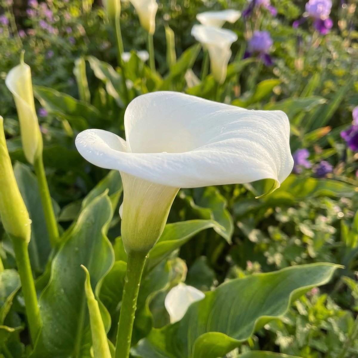 Calla Lily 'White Flirt' (Zantedeschia) - Harding & Bloom