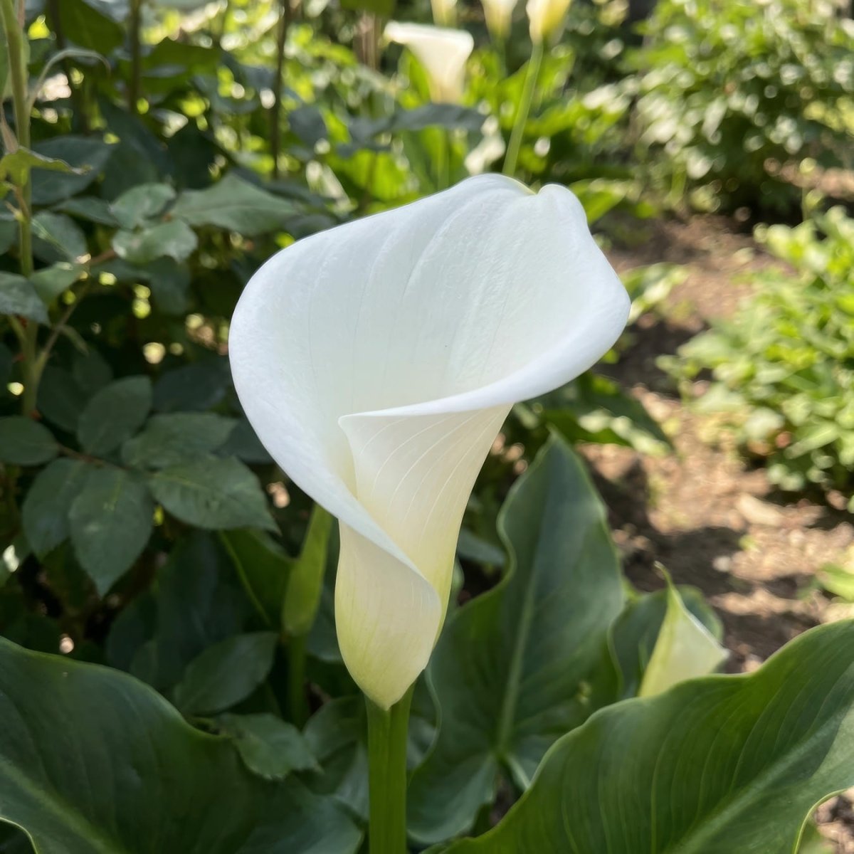 Calla Lily 'White Flirt' (Zantedeschia) - Harding & Bloom