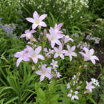 Campanula lactiflora - ‘Loddon Anna’ (Bellflower) – perennial garden photograph 1