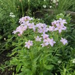 Campanula lactiflora - ‘Loddon Anna’ (Bellflower) – perennial garden photograph 2