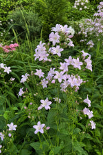 Campanula lactiflora - ‘Loddon Anna’ (Bellflower) – perennial garden photograph 3