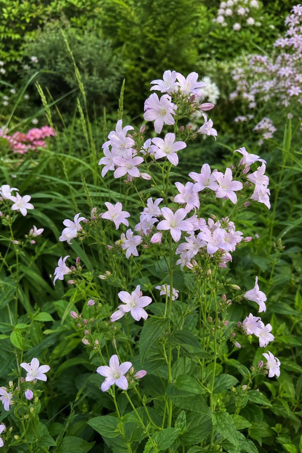 Campanula lactiflora - ‘Loddon Anna’ (Bellflower) – perennial garden photograph 3