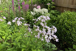 Campanula lactiflora - ‘Loddon Anna’ (Bellflower) – perennial garden photograph 4
