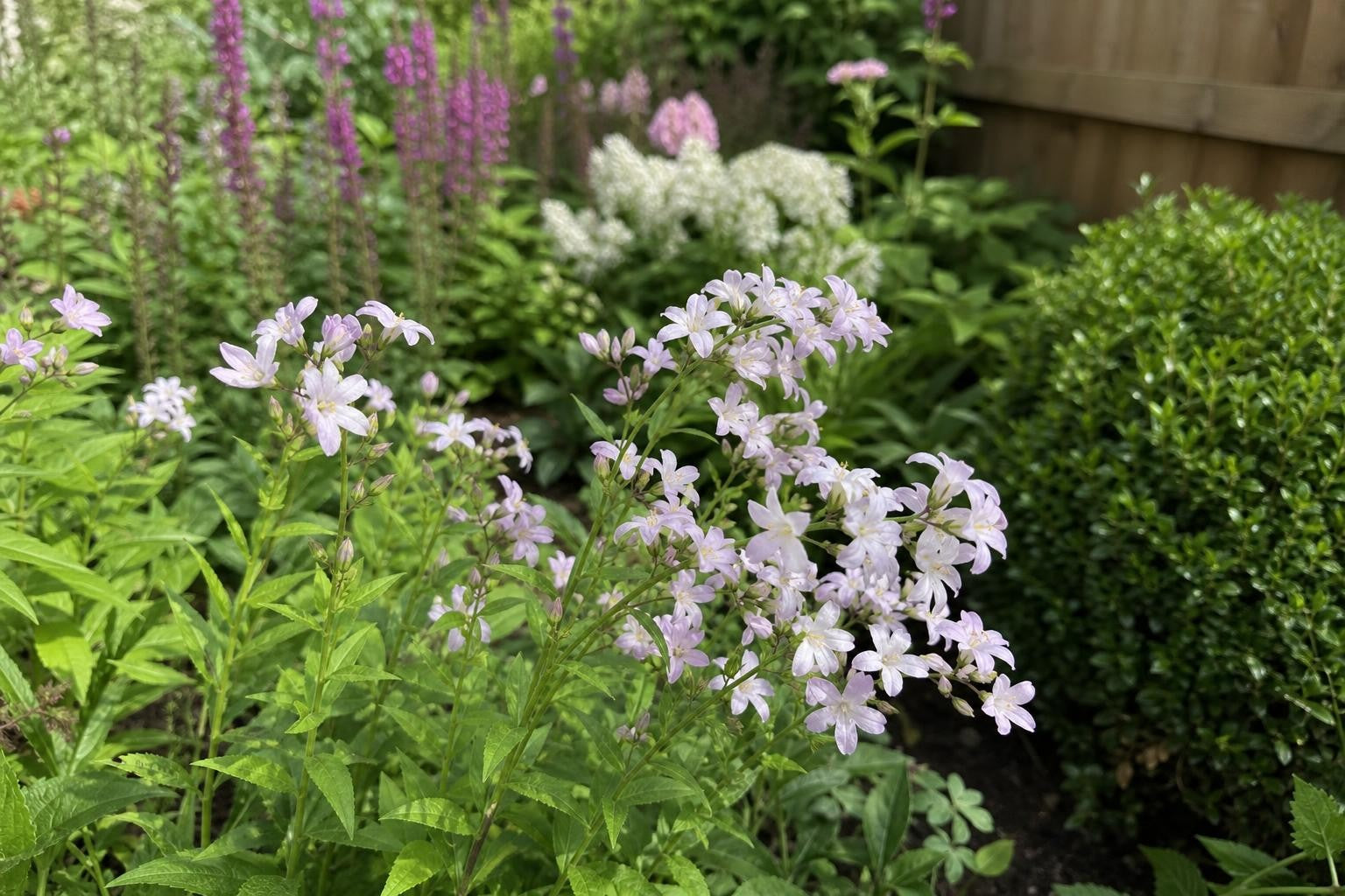 Campanula lactiflora - ‘Loddon Anna’ (Bellflower) – perennial garden photograph 4