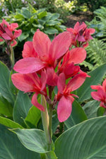 Canna 'Crimson Beauty' (Canna lily) - Harding & Bloom