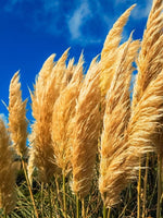 Cortaderia selloana - Harding & Bloom