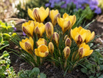Crocus 'Gipsy Girl' (Species Crocus) - Harding & Bloom