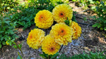 Dahlia 'Golden Scepter' – dahlia tubers, product photo 3 (Harding & Bloom)
