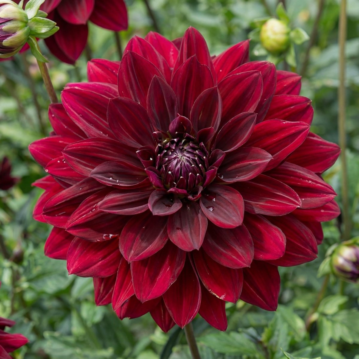 Dahlia 'Arabian Night' - Harding & Bloom