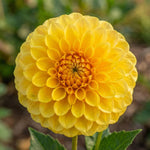 Dahlia 'Golden Scepter' - Harding & Bloom