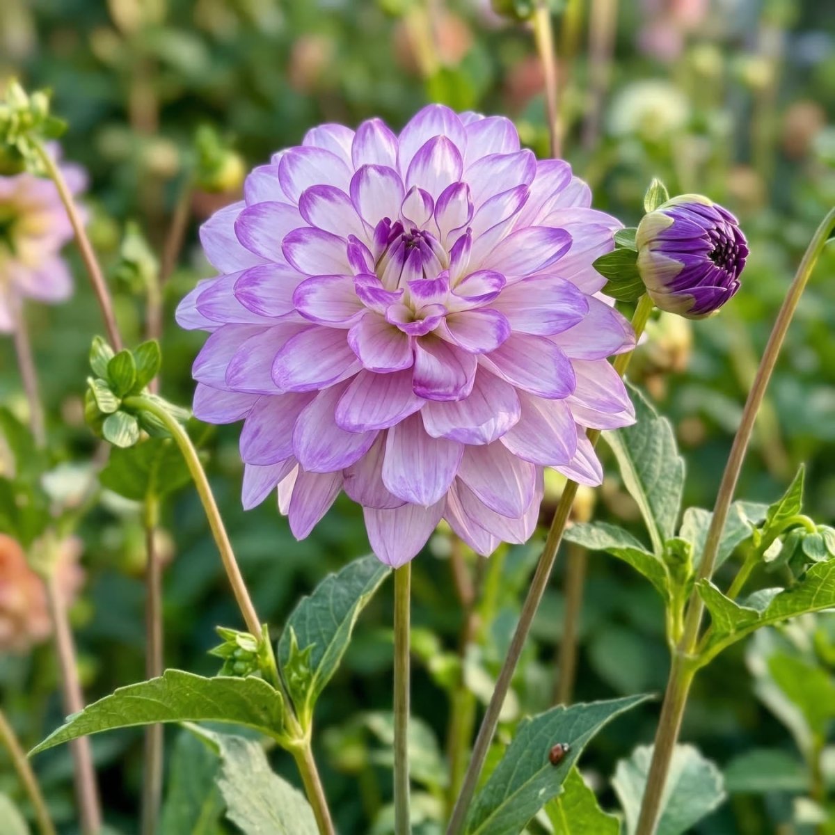 Dahlia 'Blue Wish' (Decorative) - Harding & Bloom