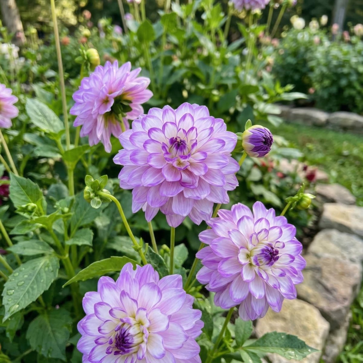 Dahlia 'Blue Wish' (Decorative) - Harding & Bloom