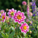 Dahlia 'Hartenaas' (Cactus & Bedding) - Harding & Bloom
