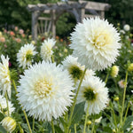 Dahlia 'Myama Fubuki' (Dinnerplate) - Harding & Bloom