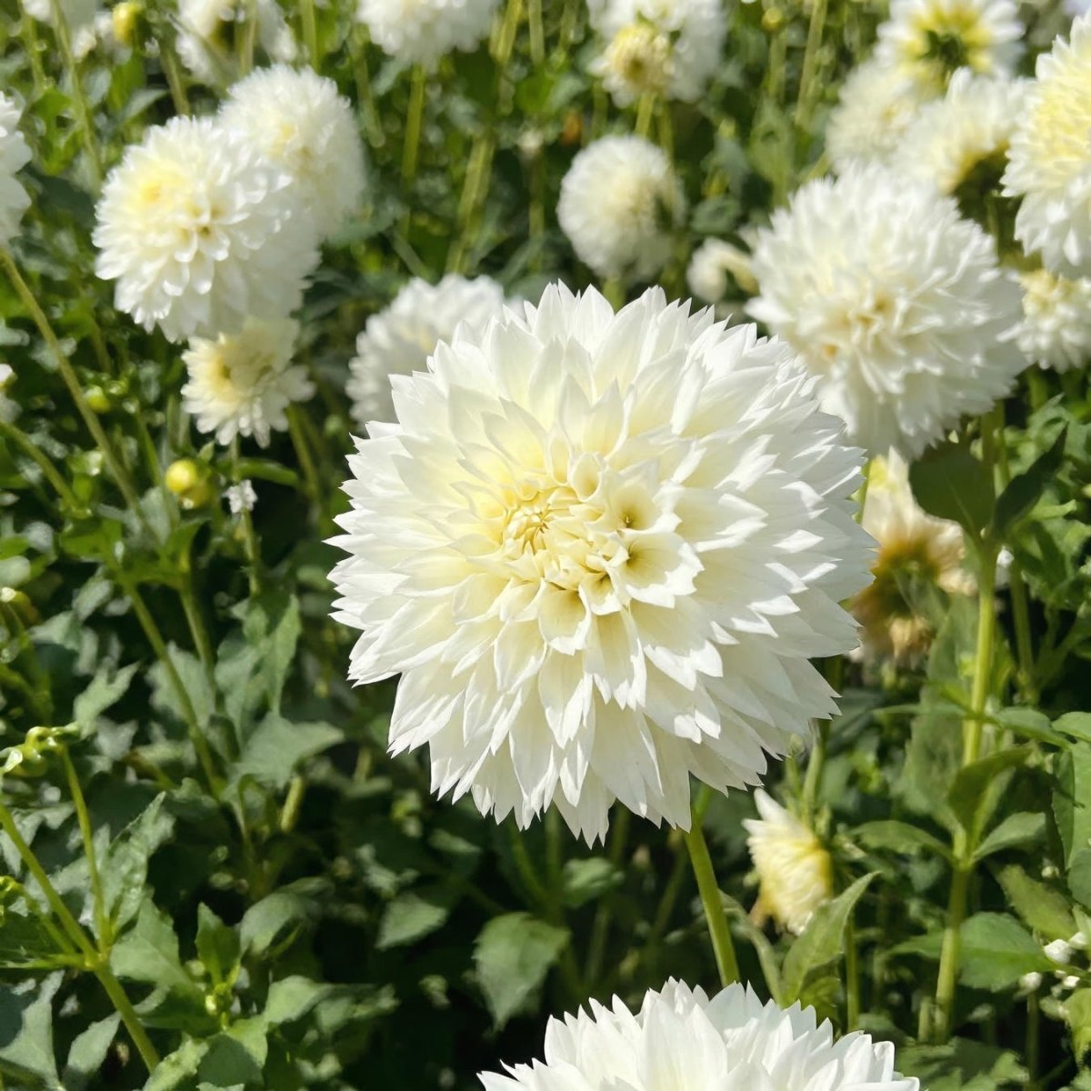Dahlia 'Myama Fubuki' (Dinnerplate) - Harding & Bloom