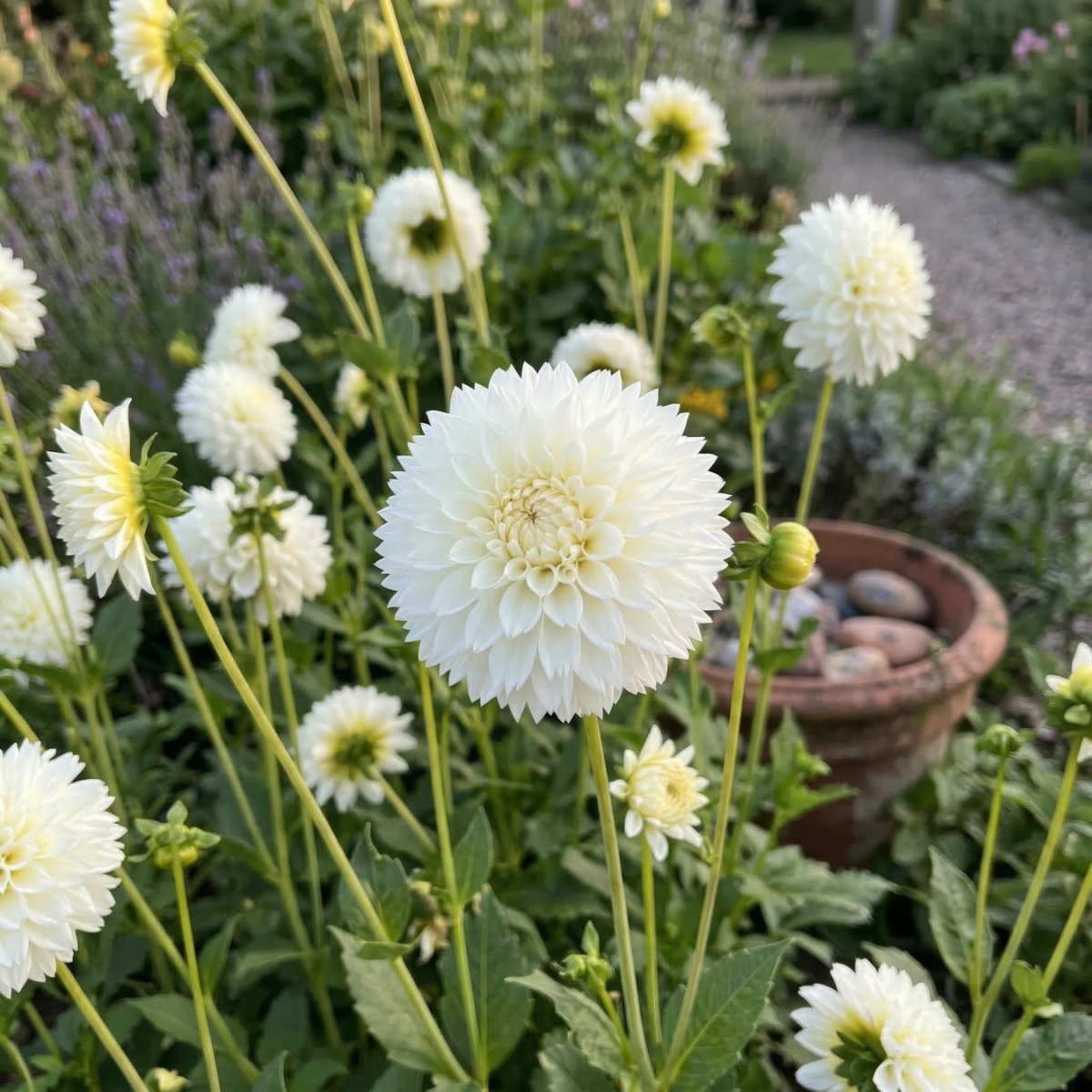 Dahlia 'Myama Fubuki' (Dinnerplate) - Harding & Bloom