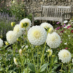 Dahlia 'Myama Fubuki' (Dinnerplate) - Harding & Bloom