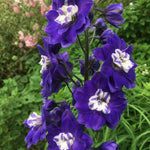 Delphinium - ‘Magic Fountains Dark Blue White Bee’ – perennial garden photograph 1
