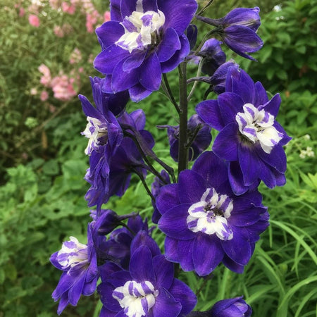 Delphinium - ‘Magic Fountains Dark Blue White Bee’ – perennial garden photograph 1