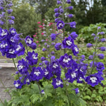 Delphinium - ‘Magic Fountains Dark Blue White Bee’ – perennial garden photograph 2