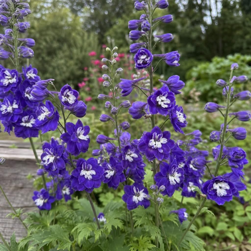 Delphinium - ‘Magic Fountains Dark Blue White Bee’ – perennial garden photograph 2
