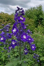 Delphinium - ‘Magic Fountains Dark Blue White Bee’ – perennial garden photograph 3