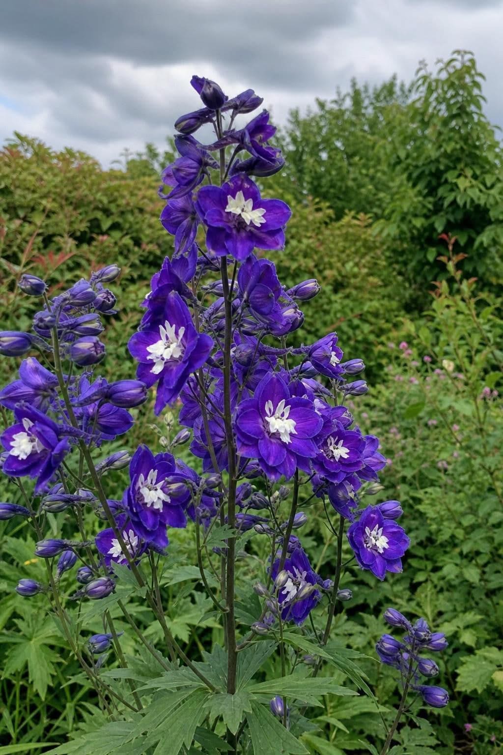Delphinium - ‘Magic Fountains Dark Blue White Bee’ – perennial garden photograph 3