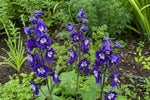Delphinium - ‘Magic Fountains Dark Blue White Bee’ – perennial garden photograph 4