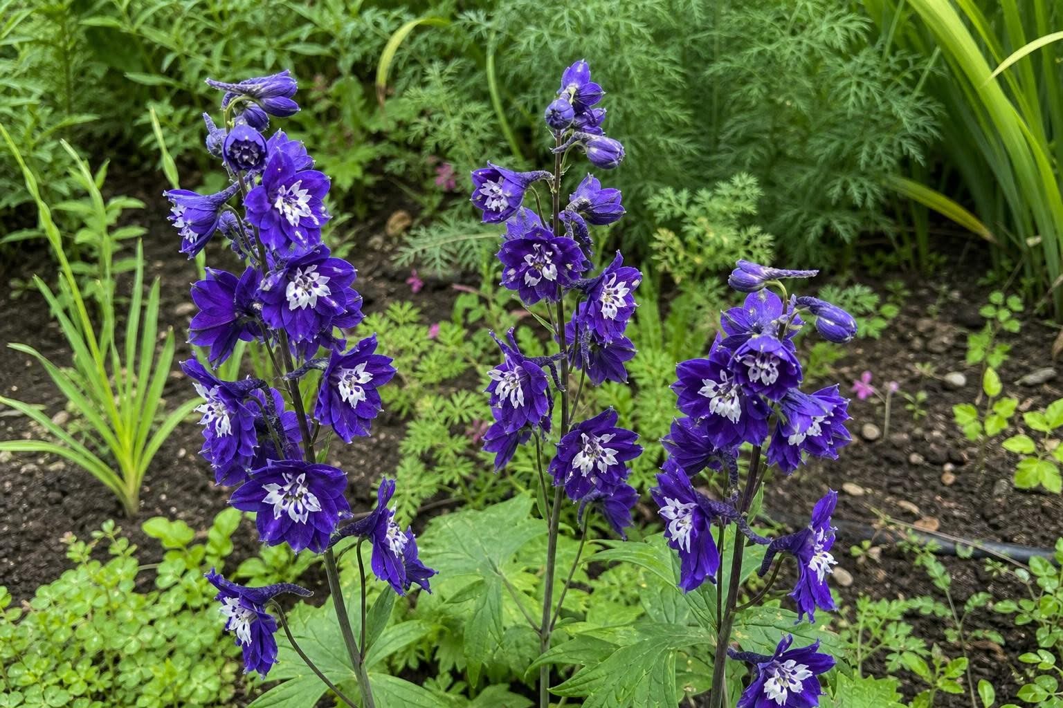 Delphinium - ‘Magic Fountains Dark Blue White Bee’ – perennial garden photograph 4