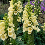 Digitalis grandiflora (Large Yellow Foxglove) – perennial garden photograph 2